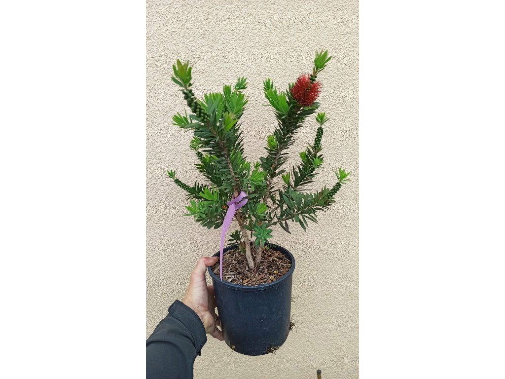 Štětkovec Little John (Callistemon Little John)