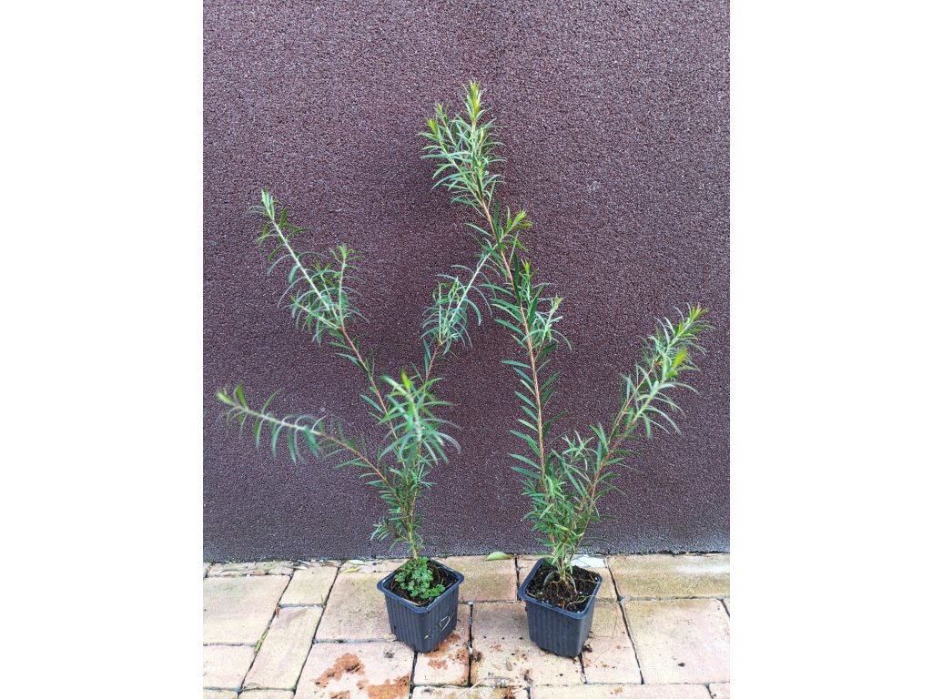 Štětkovec tuhý, borovicový (Callistemon rigidus) - 60 - 70 cm