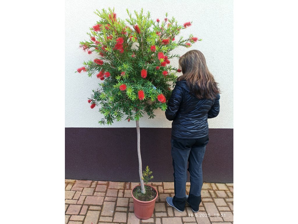 Štětkovec na kmínku (Callistemon) - 170 cm