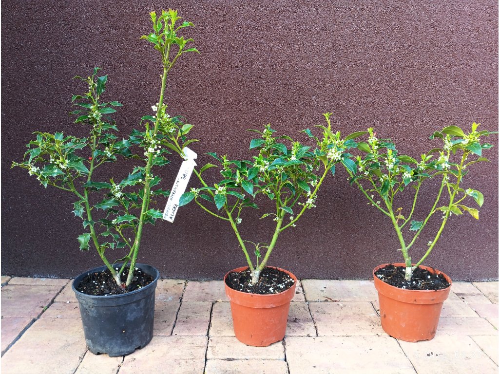 Cesmína ostrolistá Alaska (Ilex aquiolium Alaska) - 30 - 40 cm