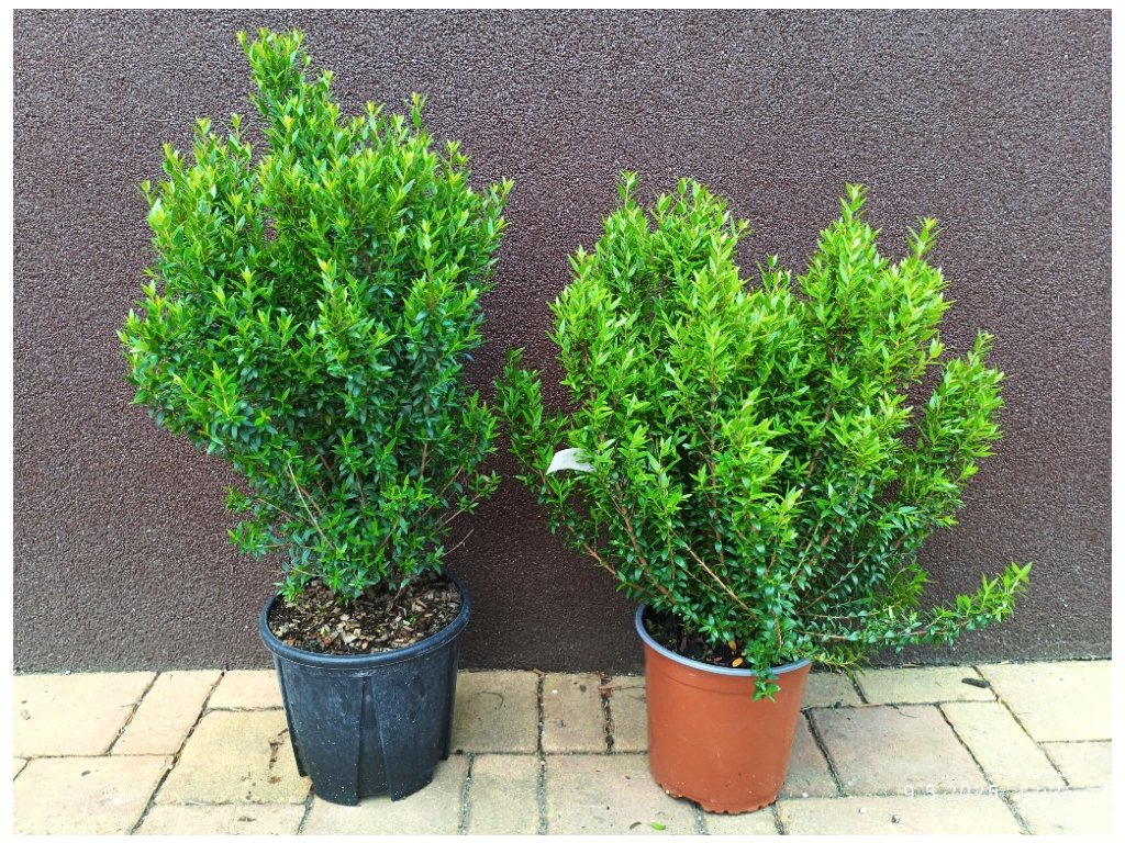 Myrta obecná malolistá (Myrtus communis microphylla)