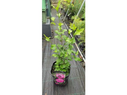 Ibišek syrský Magenta CHiffon® (Hibiscus syriacus Magenta CHiffon®) - 50 cm