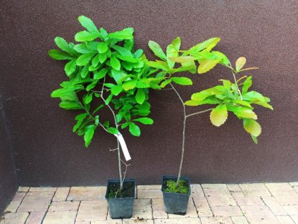 Dub celokrajný (Quercus imbricaria) - 70 - 90 cm