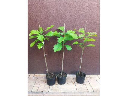 Dub velkoplodý (Quercus macrocarpa) - 70 - 90 cm