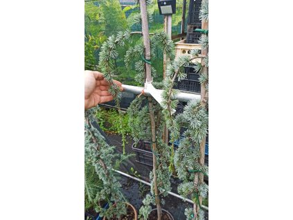 Cedr atlaský Glauca pendula (Cedrus atlantica Glauca Pendula) - 1,5 m