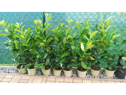 Bobkovišeň lékařská Novita (Prunus laurocerasus Novita)
