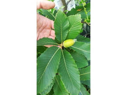 Dub černomořský (Quercus pontica)