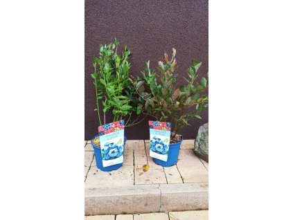 Kanadská borůvka Darrow (Vaccinium corymbosum Darrow) - 30 - 40 cm