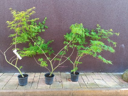 Javor dlanitolistý Emerald Lace (Acer palmatum Emerald Lace) - 70 - 90 cm