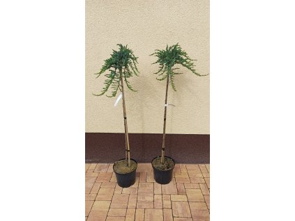 Jalovec obecný var. sibirica kmínek (Juniperus communis var. sibirica) - 100 - 110 cm