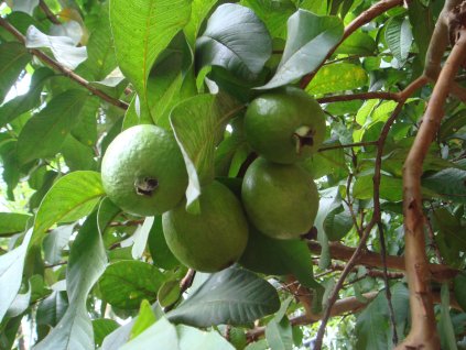 Guava Fruits with Leaves