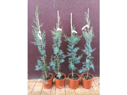 Cypřiš arizonský Fastigiata (Cupressus arizonica Fastigiata) - 100 - 110 cm