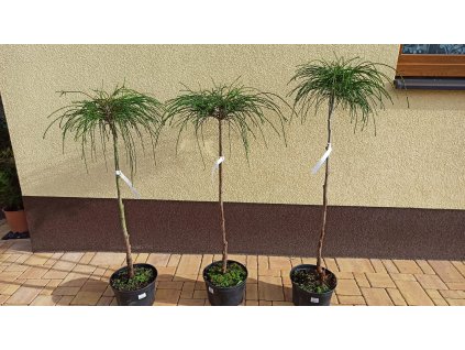 Zerav řasnatý Whipcord kmínek (Thuja plicata Whipcord) - 80 - 90 cm