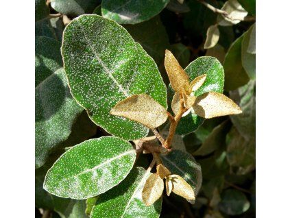 Elaeagnus x ebbingei 1
