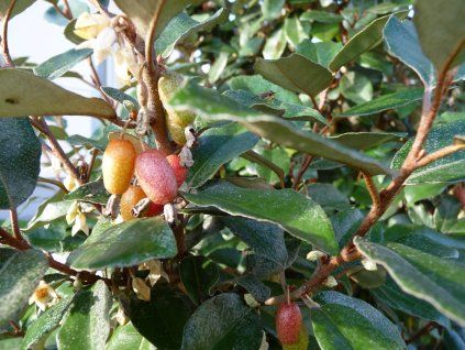 Elaeagnus ebbingei