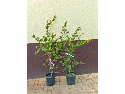 Granátové jablko Dolce di Spagna (Punica granatum Dolce di Spagna) - 100 cm
