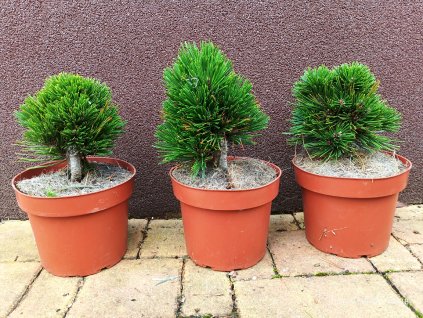 Borovice bělokorá Schmidtii (Pinus Heldreichii Schmidtii) - 15 - 20 cm