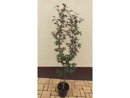 Javor dlanitolistý Moonfire (Acer palmatum Moonfire) - 90 - 120  cm