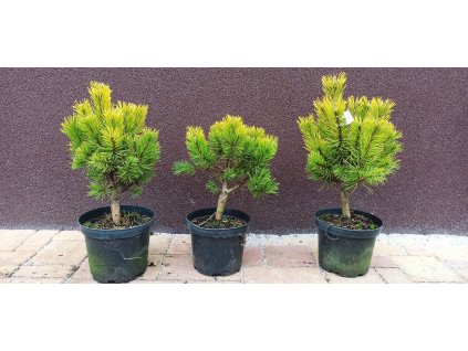 Borovice kleč December Gold (Pinus mugo December Gold) - 40 cm