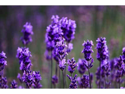 lavender 4278539 960 720