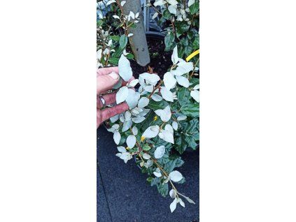 Hlošina ebbingeova Compacta (Elaeagnus x ebbingei Compacta)