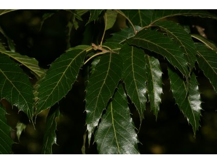 Quercus acutissima (Sawtooth Oak) Flickr S. Rae