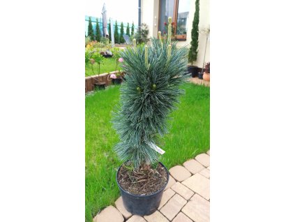 Borovice ohebná Vanderwolf´s pyramid (Pinus flexilis Vanderwolf´s Pyramid) - 60 - 70 cm