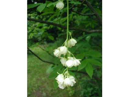 Staphylea pinnata flowers