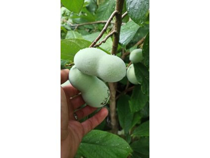 Muďoul trojlaločný roubovaný, banán severu (Asimina triloba), odrůdy 50 - 60 cm cm