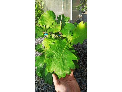 Dub zubatý (Quercus dentata) - 40 - 60 cm