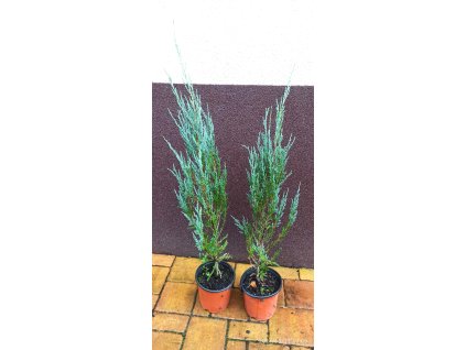 Jalovec skalní Blue Arrow (Juniperus scopulorum Blue Arrow) - 60 - 80 cm