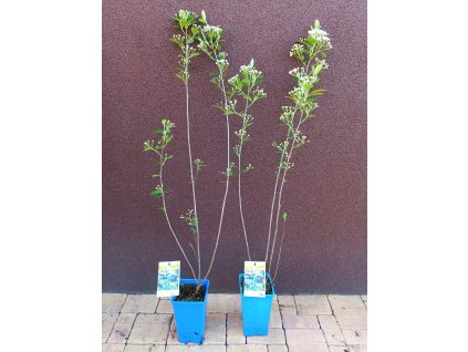 Černý jeřáb Hugin, arónie (Aronia melanocarpa Hugin) - 80 - 90 cm