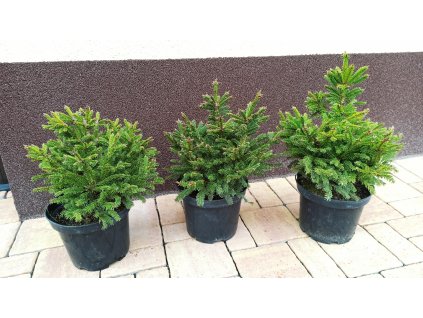 Smrk ztepilý Barryi (Picea abies Barryi) - 30 cm