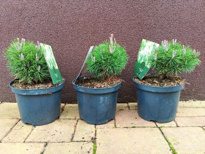 Borovice kleč Mops (Pinus mugo Mops) - 10 - 15 cm