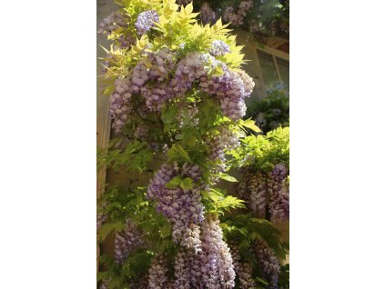 Fabales Wisteria sinensis 1