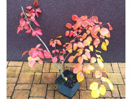 Ruj vlasatá (Cotinus coggygria) - 60 - 70 cm