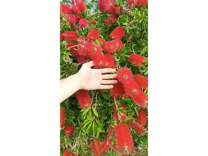Štětkovec (Callistemon citrinus)