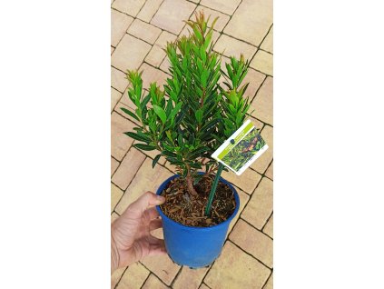 Jahodový strom, Planika obecná Mercurius (Arbutus unedo Mercurius)