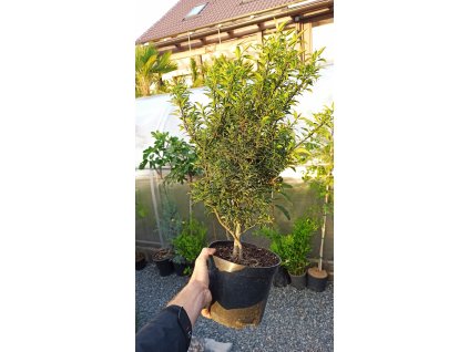 Cesmína ostrolistá myrtolistá (Ilex aquifolium Myrtifolia) - 60 - 70 cm