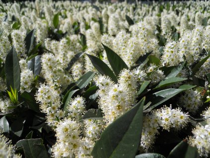 Flower of Prunus laurocerasus 02