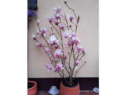 Magnolie, šácholan soulangeův (Magnolia x soulangeana)