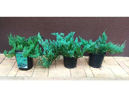 Jalovec polehlý Blue Chip (Juniperus horizontalis Blue Chip) - 20 - 30 cm
