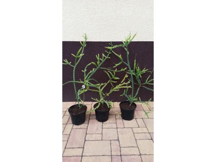 Akácie - Acacia pravissima - 50 - 60 cm