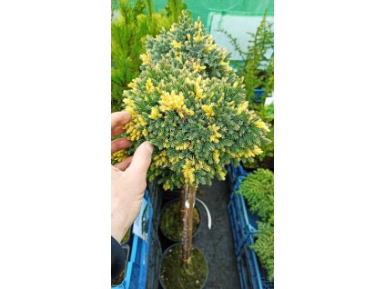 Jalovec šupinatý Floreant na kmínku (Juniperus squamata Floreant) 110 cm