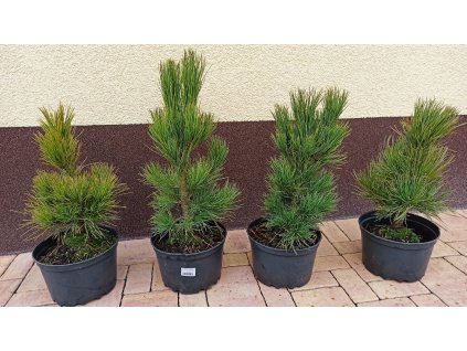 Borovice limba (Pinus cembra)