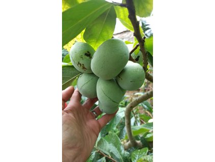 Muďoul trojlaločný, banán severu (Asimina triloba)