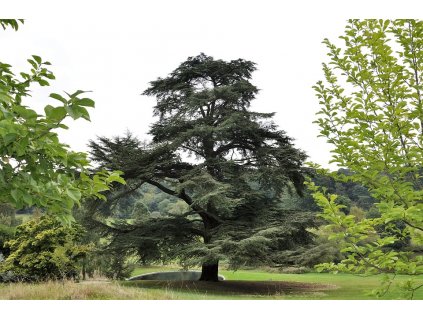 tree 1824887 960 720