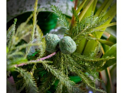 baldcypress 3491177 960 720