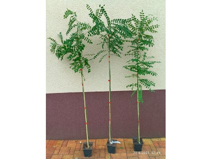 Jerlín japonský (Sophora japonica)