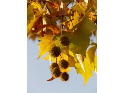 leaves 10699 960 720